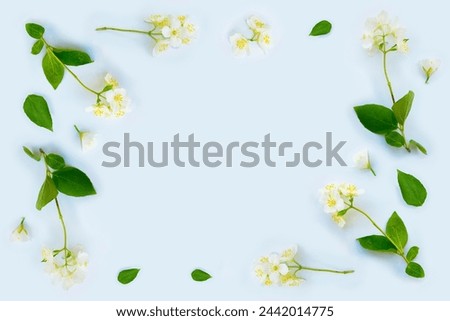 White Jasmine flowers pattern top view, flat lay. delicate spring flowers. nature