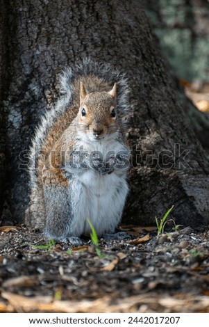 Peculiar grey squirrel (sciurus carolinensis) eating nuts Royalty-Free Stock Photo #2442017207