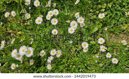 A meadow full of daisies