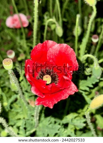 The poppy's origin as a popular symbol of remembrance lies in the landscapes of the First World War. This picture shows red flower with blur green leaves. Photo capture on march25,2024 at 6:49pm .