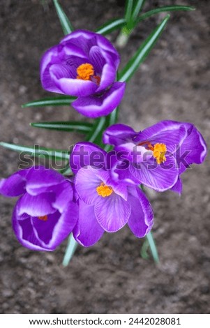 Purple Crocuses with delicate petals and orange color stamens, spring flowers with green leaves in the garden, spring flowers vertical, blooming crocuses macro, beauty in nature, floral photo