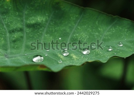 A drop of water on a leaf. The leaf is hydrophobic so the droplet forms into a spherical shape to minimize contact with the surface. Royalty-Free Stock Photo #2442029275