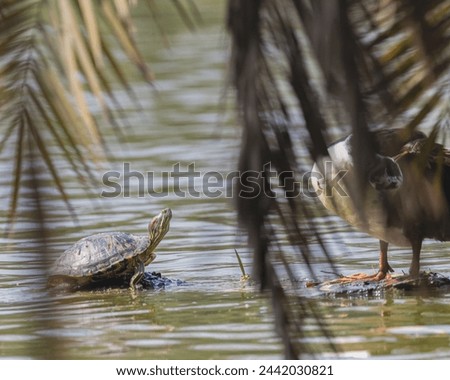 A Red Eared slider tortoise with a duck