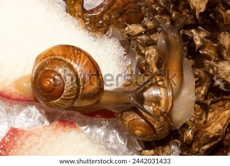 A forest snail.A pet snail in an aquarium.Snail garden background.An aquarium snail.
