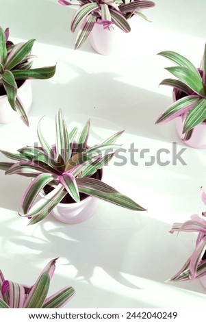 Composition background with plants in pink pots illuminated with natural light