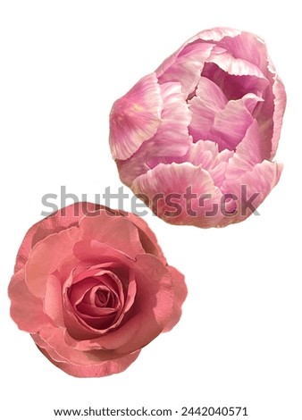 Isolated rose and peony flower