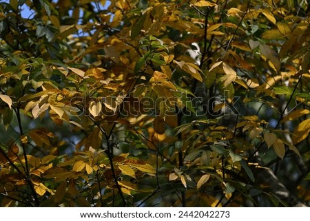 Yellowish green leaves wallpaper image