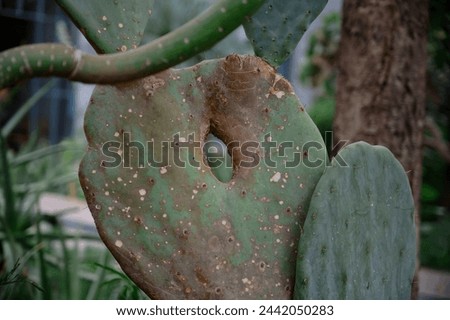Green pad of an ancient prickly pear, showcasing a naturally healed hole, blending resilience with beauty. Royalty-Free Stock Photo #2442050283