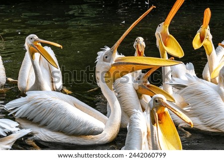 The Great White Pelican, Pelecanus onocrotalus also known as the rosy pelican is a bird in the pelican family. Royalty-Free Stock Photo #2442060799