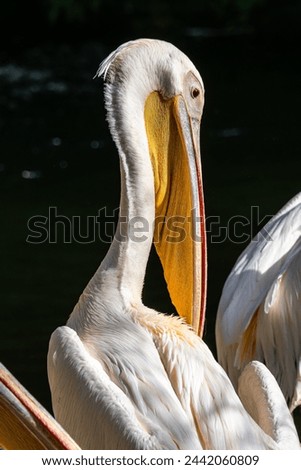 The Great White Pelican, Pelecanus onocrotalus also known as the rosy pelican is a bird in the pelican family. Royalty-Free Stock Photo #2442060809