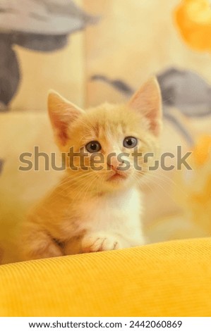 A red-haired kitten on a yellow sofa Royalty-Free Stock Photo #2442060869