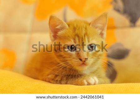 A red-haired kitten on a yellow sofa Royalty-Free Stock Photo #2442061041