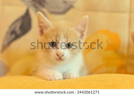 A red-haired kitten on a yellow sofa Royalty-Free Stock Photo #2442061271