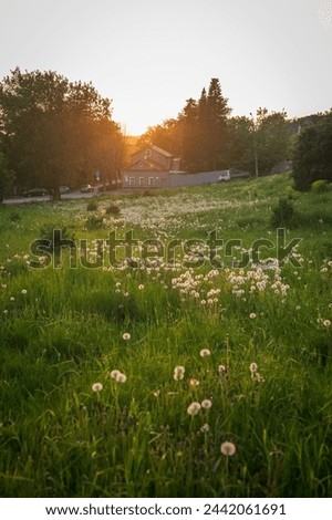 a field with dandelions at sunset Royalty-Free Stock Photo #2442061691