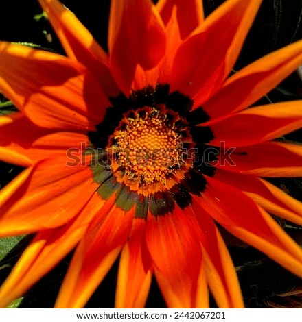Gazania rigens fire flower , with beautiful vibrant orange, reddish yellow colours of it’s spike petals with black shade in the middle. The definition of the picture is excellent.