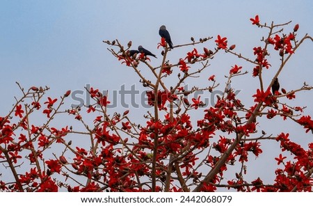 Mesmerizing beauty of nature with this aesthetic picture featuring a majestic red silk cotton tree adorned with crows and a vibrant parrot. 