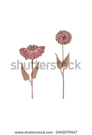 A pair of wildflowers. Floral watercolor illustrations in brown tones