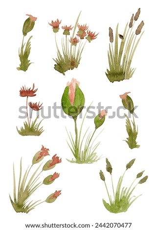Wildflowers and plants in watercolor. Flower clip-art