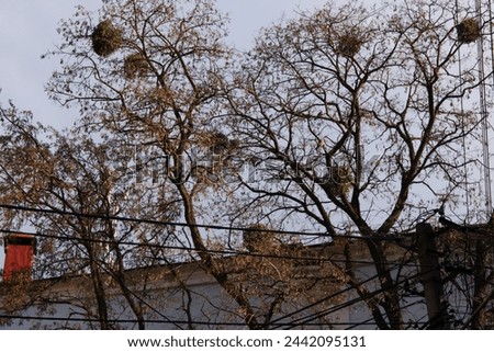 silhouettes of trees with mistletoe in early spring against the background of the evening sky