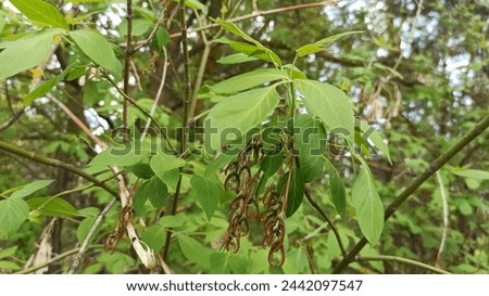 Ash-leaved maple leaves, close-up. Bright spring forest. Royalty-Free Stock Photo #2442097547