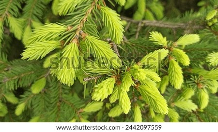 Spruce green branches bloom, spring background, spruce bud, macro