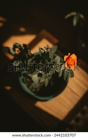 a rose in a pot with a shadow on the ground Royalty-Free Stock Photo #2442103707