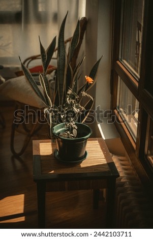 a rose in a pot with a shadow on the ground Royalty-Free Stock Photo #2442103711