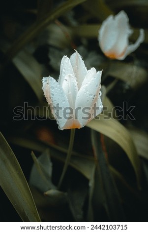 a close up of a flower with rain drops on it Royalty-Free Stock Photo #2442103715