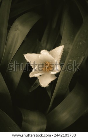 a close up of a flower with rain drops on it Royalty-Free Stock Photo #2442103733