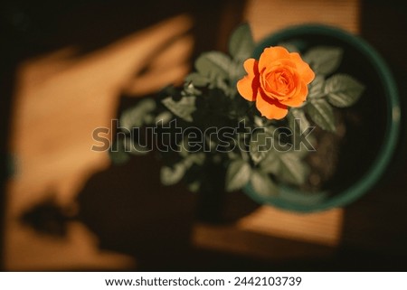a rose in a pot with a shadow on the ground Royalty-Free Stock Photo #2442103739