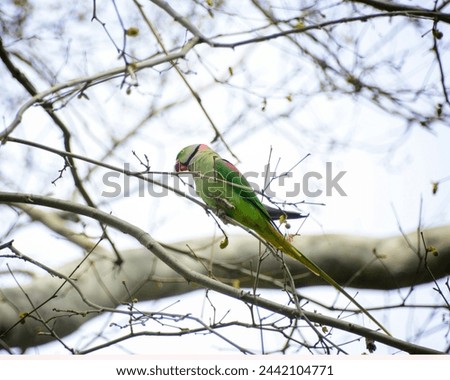 a green parrot on a tree