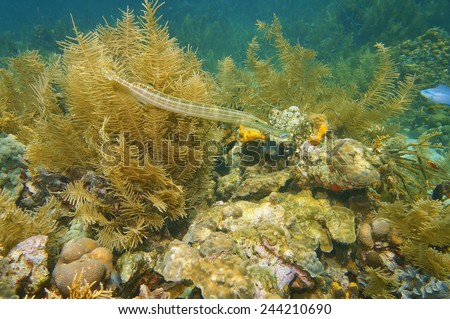 Trumpetfish, Aulostomus maculatus, underwater in a coral reef of the Caribbean sea