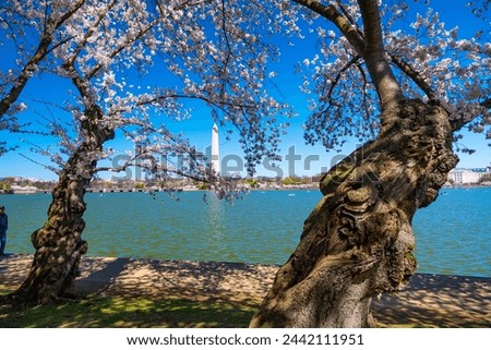 View of the Washington Monument, Tidal Basin and cherry blossom trees in spring, Washington D.C.