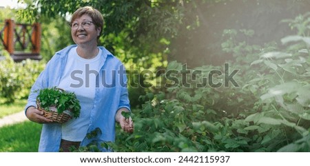 Senior woman is gardening on beautiful sunny day. Banner.