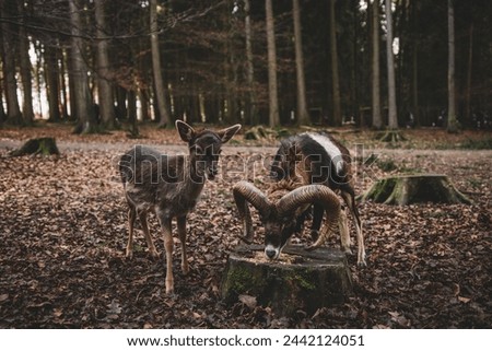 doe, deer and ram eat in nature