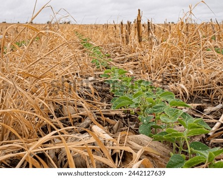 Regenerative agriculture, soybeans planted sprouting in corn residue and cereal rye Royalty-Free Stock Photo #2442127639