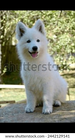 Dog puppy white shepherd dog cute dog