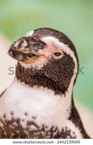 Close up photo of a Black and white Humboldt Penguin showing its beak, eye and feather patterns with shallow depth of field and blurred background