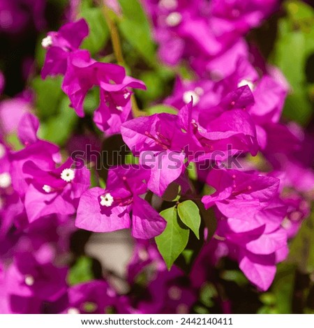 Beautful pink flower. Close-up flower view with green leaves. Square floral image.
