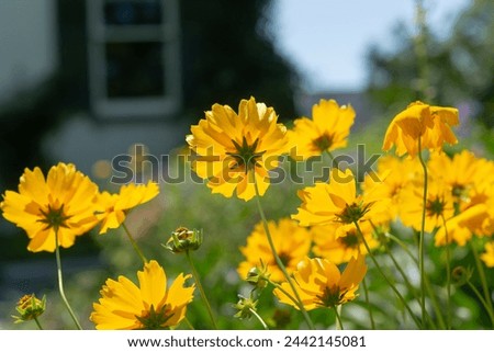 Coreopsis (Tickseed) blossoms backlit by the sun on a defocused background