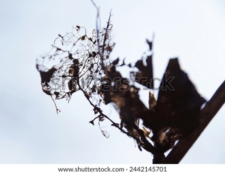 Showy dry leaf remains on a riverside tree Royalty-Free Stock Photo #2442145701