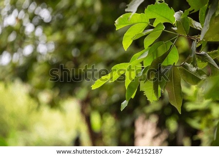 Branches with bright green leaves are in focus and the background is blurred.
