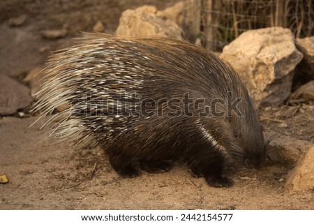 The Indian crested porcupine (Hystrix indica).