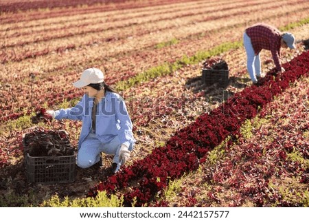 Focused female farm worker gathering harvest of organic red lettuce Royalty-Free Stock Photo #2442157577