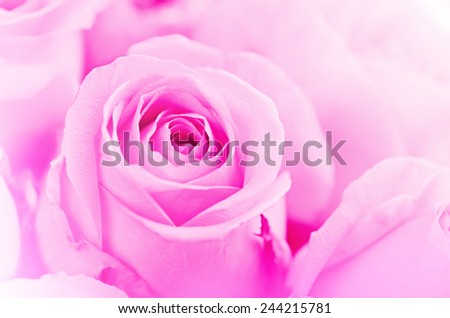 beautiful soft pink rose