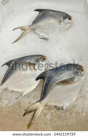 a photography of three fish sitting on top of ice in a tray.