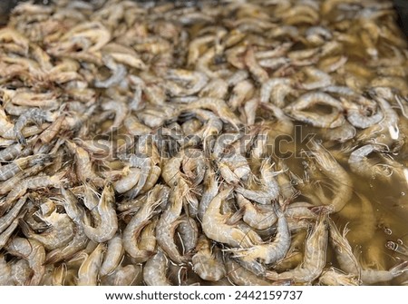 a photography of a bunch of shrimp that are in a pot.