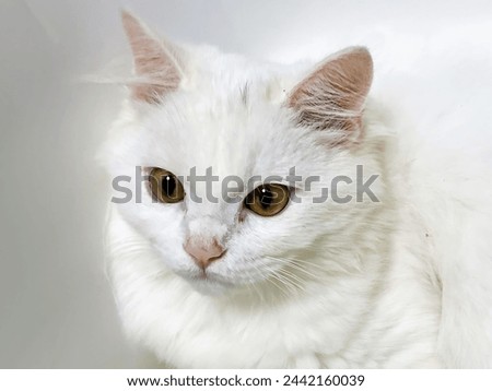 a photography of a white cat with a green eyes and a white background.