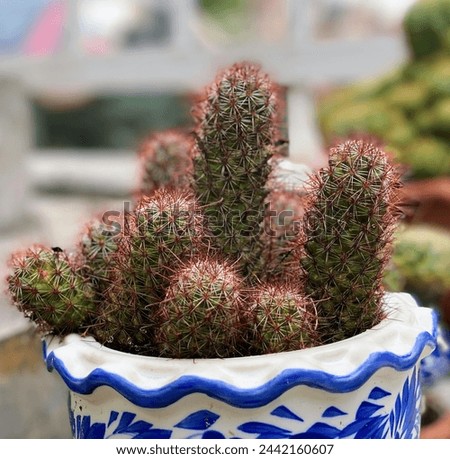 a photography of a potted cactus plant with red spines.