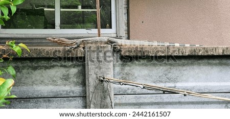 a photography of a lizard sitting on a ledge next to a window.